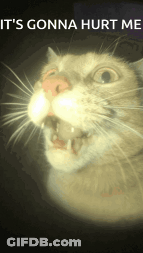 Cat Gonna I Hurt Myself Today GIF