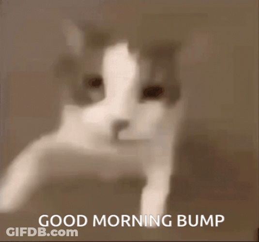Cat Good Morning Bump Meme GIF