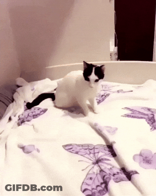 Cat Got Shoot With Hand Gun GIF