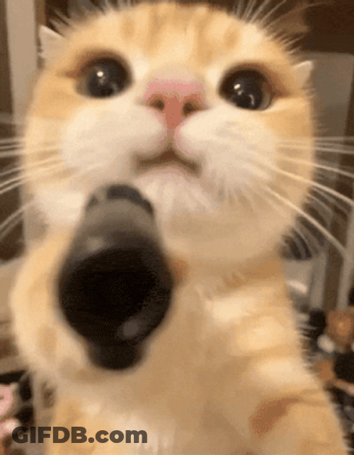 Cat Gun GIF