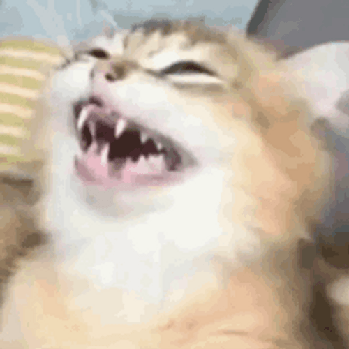 Cat Haha Laughing GIF