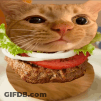 Cat Hamburger With Lettuce Tomatoes Onions GIF