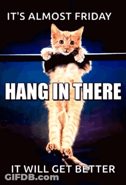 Cat Hang Friday Meme GIF