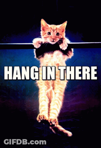 Cat Hanging From Bar Saying Hang In There GIF