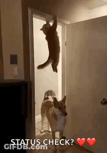 Cat Hanging From Door While Dog Looks On Status Check GIF