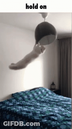 Cat Hanging From Lamp Saying Hold On GIF