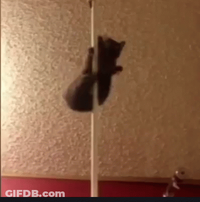 Cat Hanging From Pole GIF