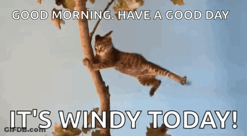 Cat Hanging From Tree Branch Good Morning GIF
