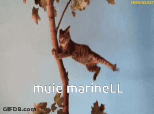 Cat Hanging From Tree Branch Muie Marinell GIF
