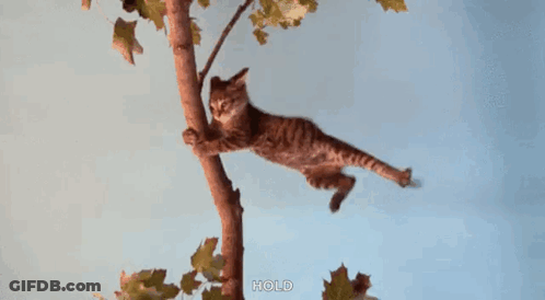 Cat Hanging From Tree Branch Saying Hold GIF