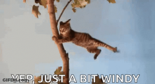 Cat Hanging From Tree Branch Saying Yep Just A Bit Windy GIF