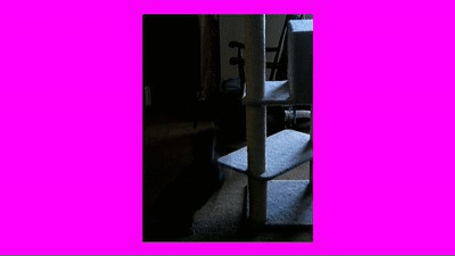 Cat Hanging In Tower Up There GIF
