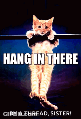Cat Hanging On Bar Hang In There By A Thread Sister GIF