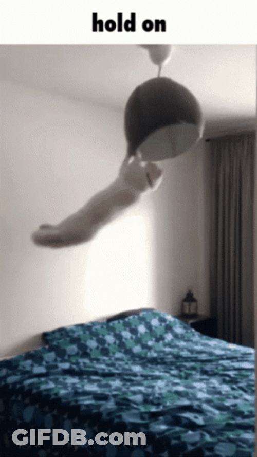 Cat Hanging On Light Hold On GIF