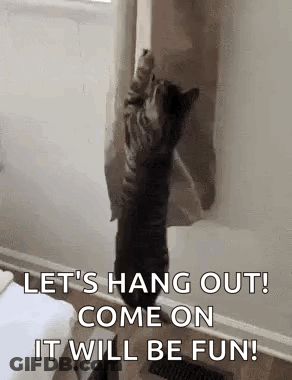 Cat Hanging Out Of Window With Paws On Curtain GIF