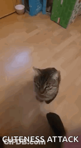 Cat Hanging Upside Down Arms Outstretched GIF