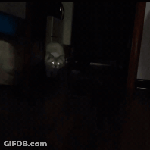 Cat Hanging Upside Down Arms Outstretched GIF