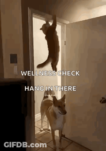 Cat Hanging Upside Down From Door Dog Looking On GIF