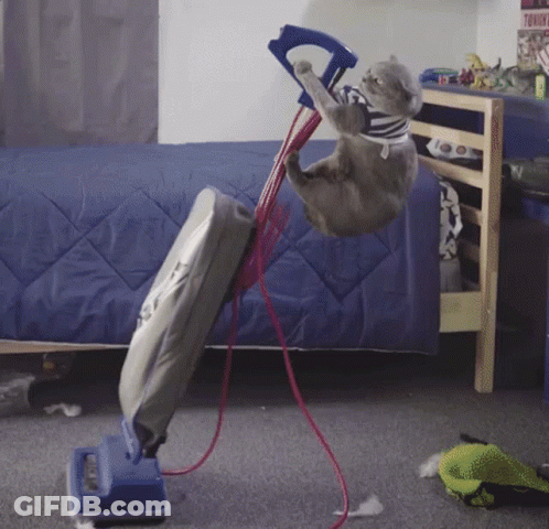 Cat Hanging Upside Down From Vacuum In Bedroom GIF