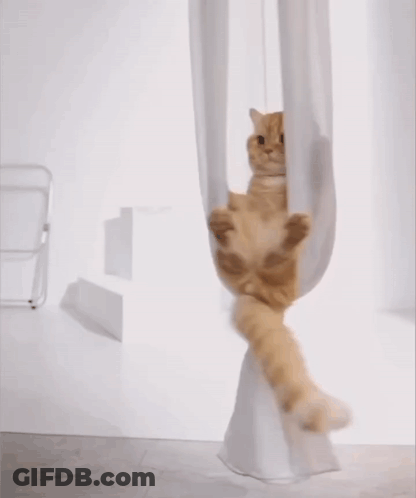Cat Hanging Upside Down From White Cloth GIF