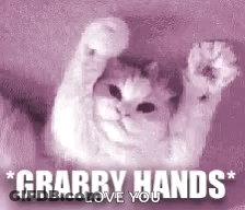Cat Hanging Upside Down Grabby Hands Love You GIF
