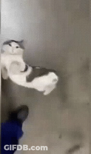 Cat Hanging Upside Down On Toilet Paper Roll GIF