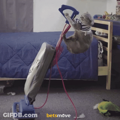 Cat Hanging Upside Down On Vacuum Cleaner With Betsmove GIF