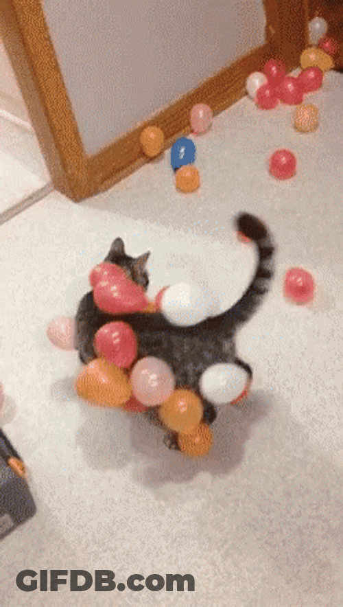 Cat Happy Birthday Balloons GIF
