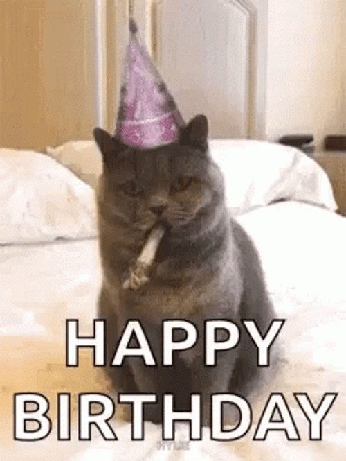Cat Happy Birthday Meme GIF