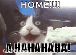 Cat Happy GIF