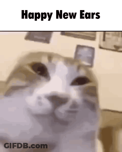 Cat Happy New Ears GIF