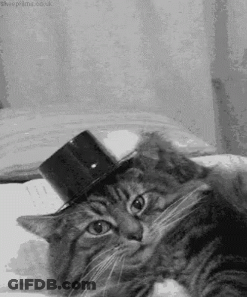 Cat Hats Off GIF