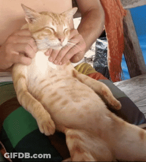 Cat Having A Sensual Massage GIF
