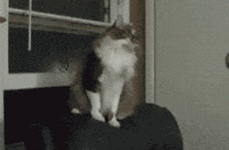 Cat Having Mental Breakdown GIF