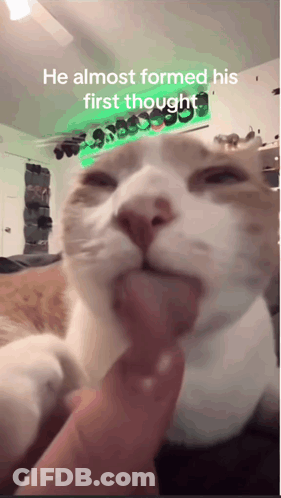 Cat He Almost Formed His First Thought GIF