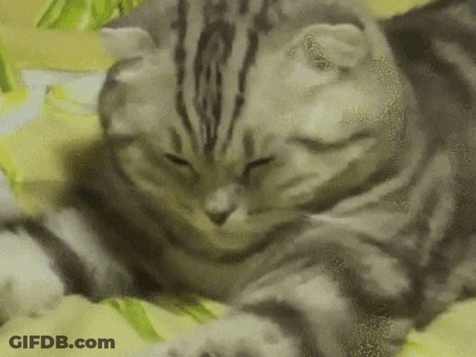 Cat Head Down Feeling Defeated GIF