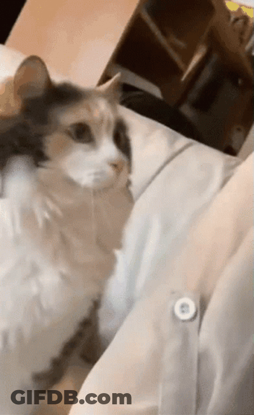 Cat Head Explode GIF