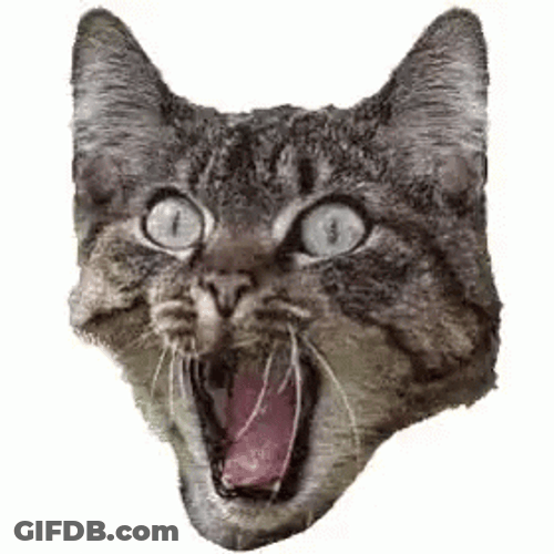 Cat Head Freak Out Screaming GIF