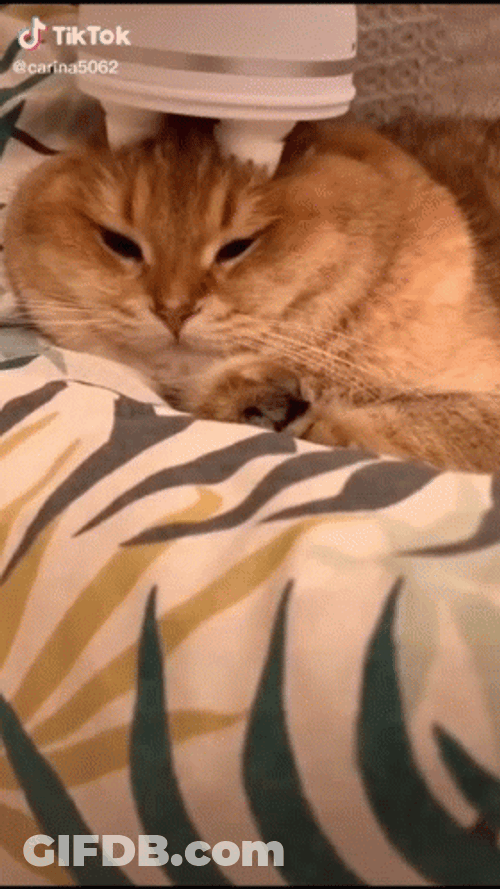 Cat Head Massage Cute Animal GIF