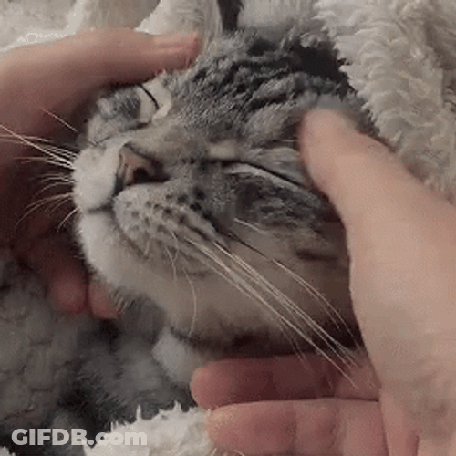 Cat Head Soft Massage GIF