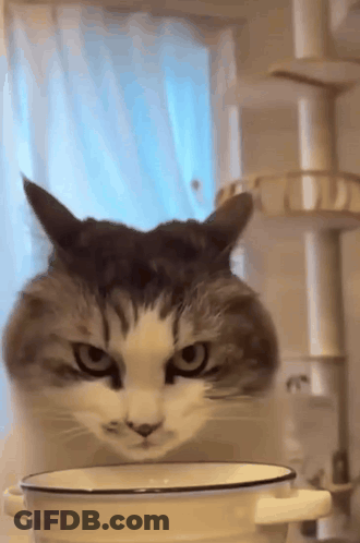 Cat Head Sticking Out Of White Bowl GIF