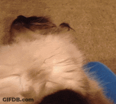 Cat Head With Blue Bowl GIF