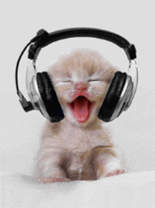 Cat Headphones Funny Animal GIF