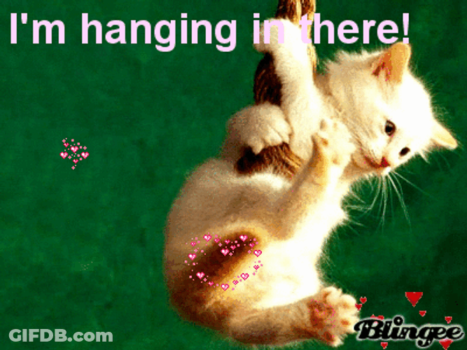 Cat Heart Hanging In There Design GIF