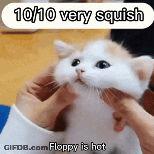 Cat Held 10/10 Very Squish Floppy Is Hot GIF