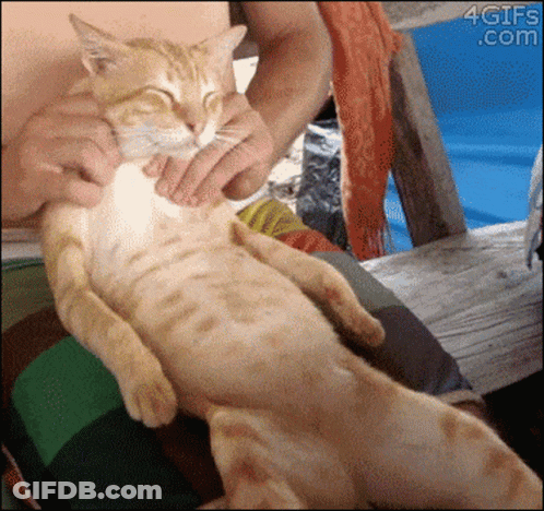 Cat Held By Person GIF