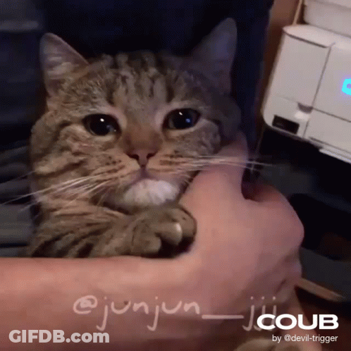 Cat Held In Arms @Junjun_jicoub GIF