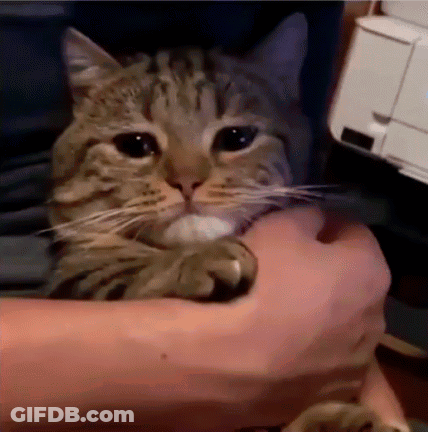 Cat Held In Arms Looking At Camera GIF