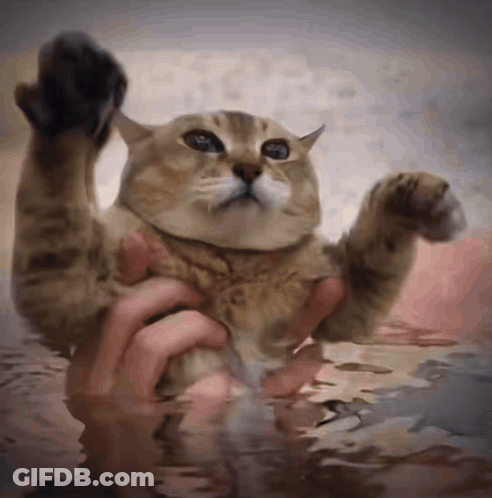 Cat Held In Hands In Water GIF