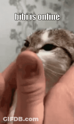 Cat Held In Hands Saying Bibi Is Online GIF